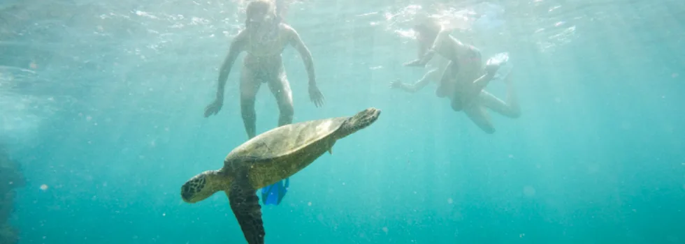 Maui kids snorkel with turtles