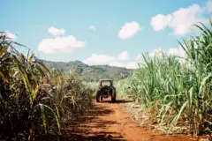 Sugarcane Farm Distillery Tour and Tasting: Farm sugarcane tour hawaii