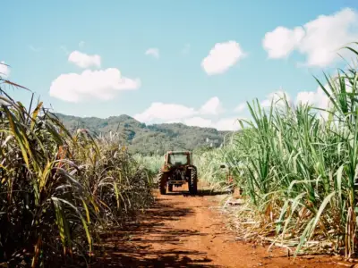 Sugarcane Farm Distillery Tour and Tasting: Farm sugarcane tour hawaii