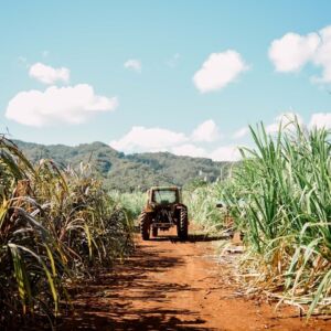 Sugarcane Farm Distillery Tour and Tasting