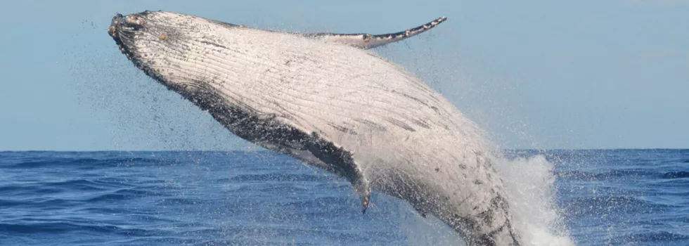 Whale breach offshore koolina