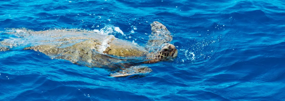 Turtle sighting from ko olina