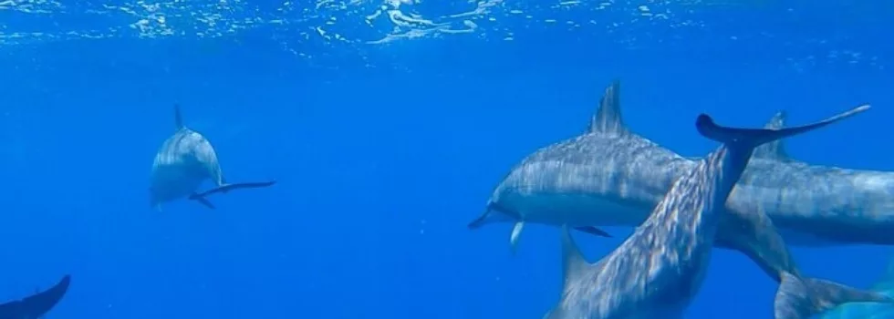 Ko olina dolphin view