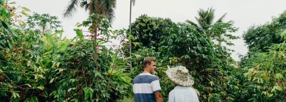Kona coffee farm tour