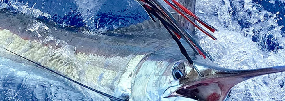 Hooked marlin kona fishing