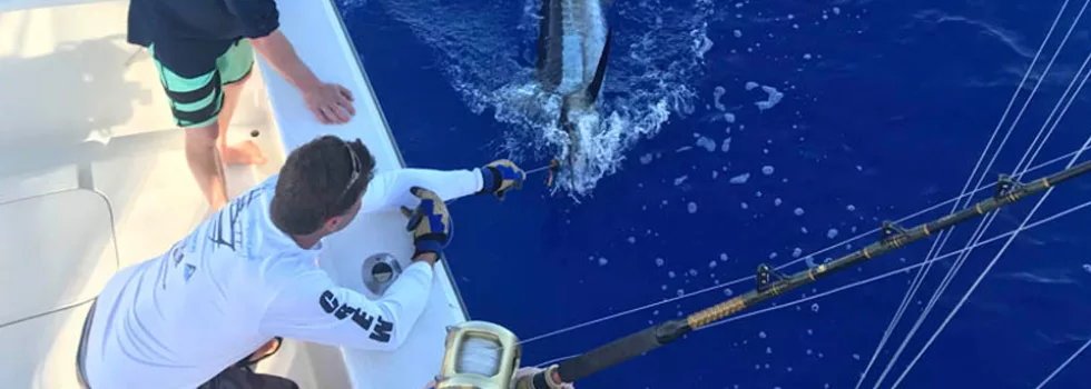 Reeling marlin kona