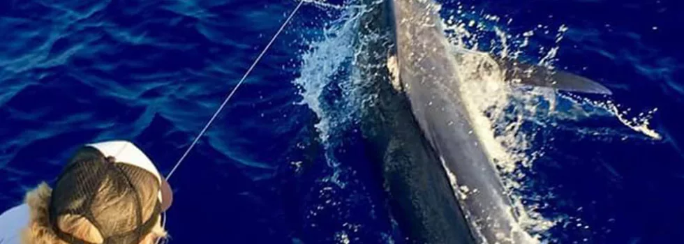 Landing marlin boat kona