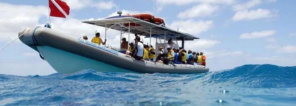 Swim-with-wild-dolphins-in-hawaii