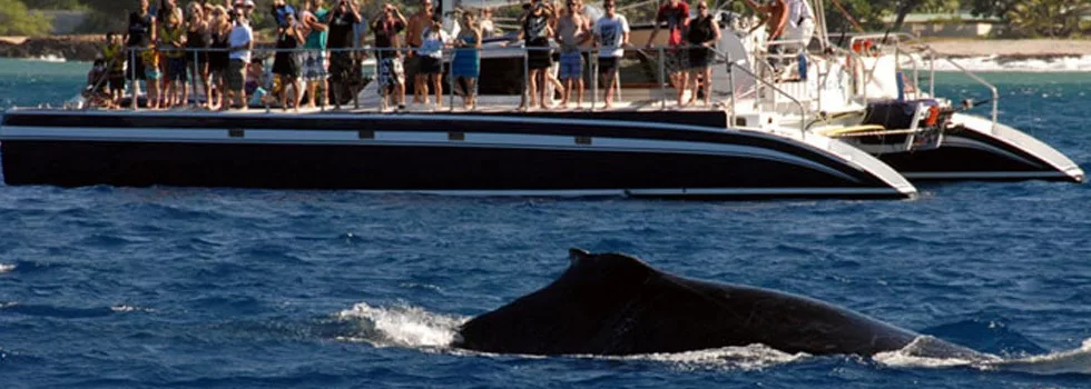 Koolina Catamaran Whale Watch