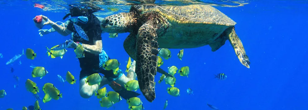 Swim With Turtles Oahu