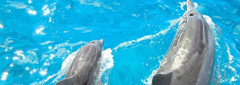 Dolphin swim west oahu