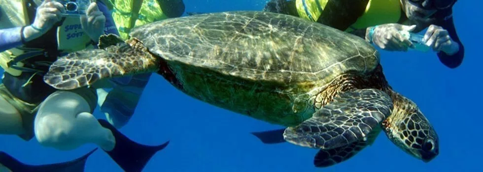 Hawaii turtle snorkel koolina