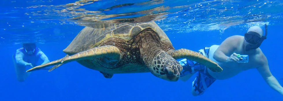 Koolina swim with turtles