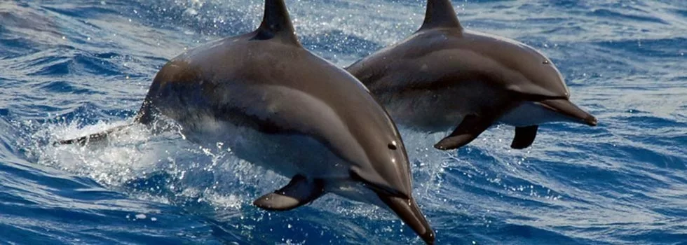Spinner dolphins oahu
