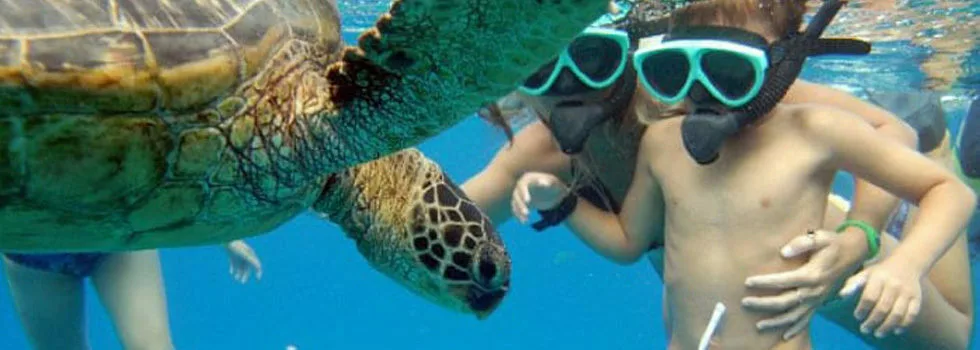 Turtle snorkel koolina