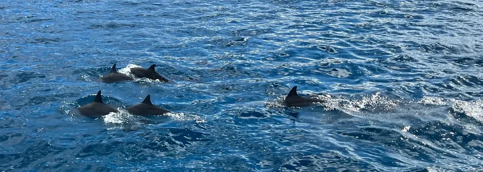 Dolphins swimming alongside koolina catamaran