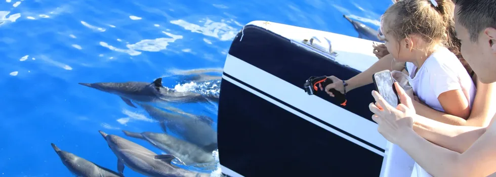 Kids watching dolphins from oahu catamaran