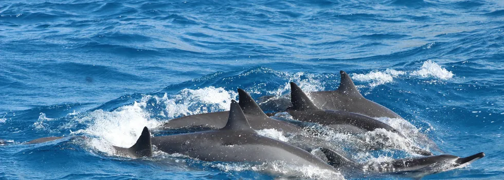 West oahu koolina dolphin cruise