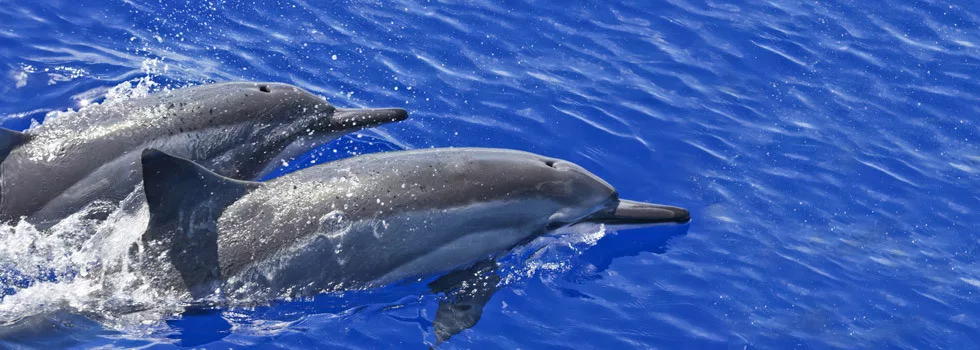 Dolphin-boat-maui