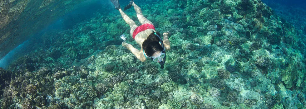 Maui-snorkeling-tour-reef