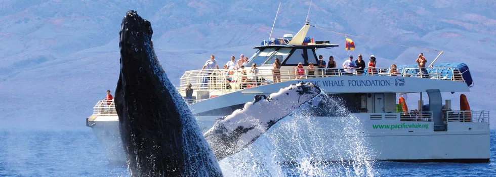 Get-close-to-whales-maui