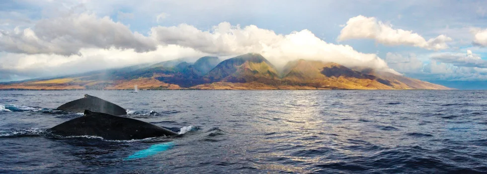 Maui-humpback-whale-watching