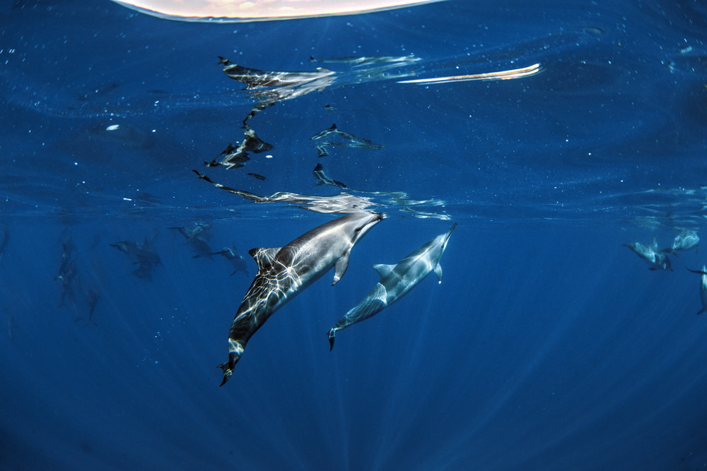 laserwolf-dolphin-in-hawaii.jpg#asset:2836