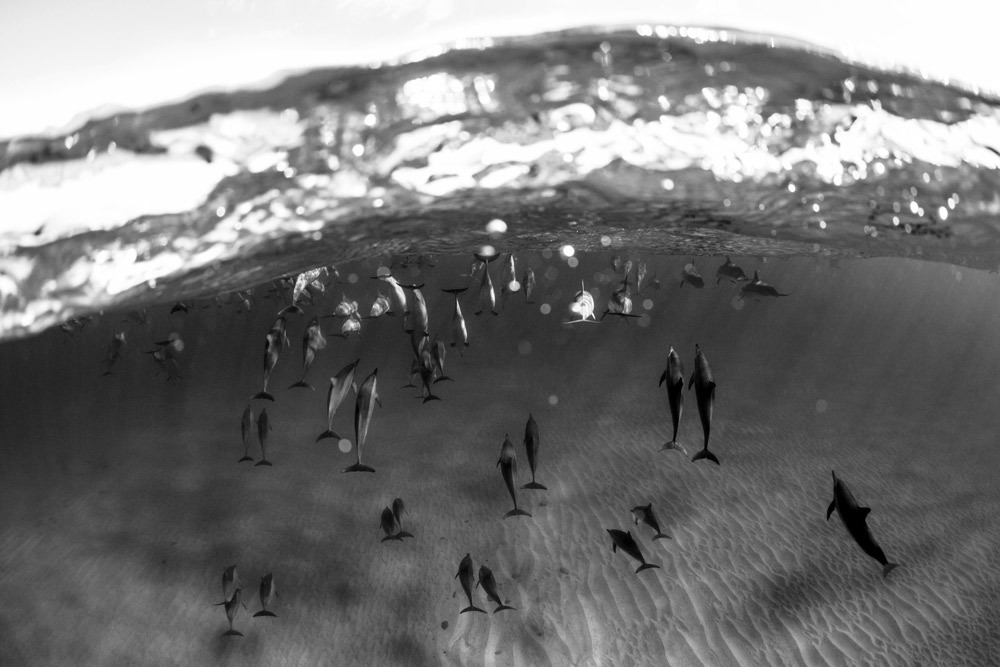 laserwolf-photo-dolphin-hawaii-blog.jpg#asset:2831