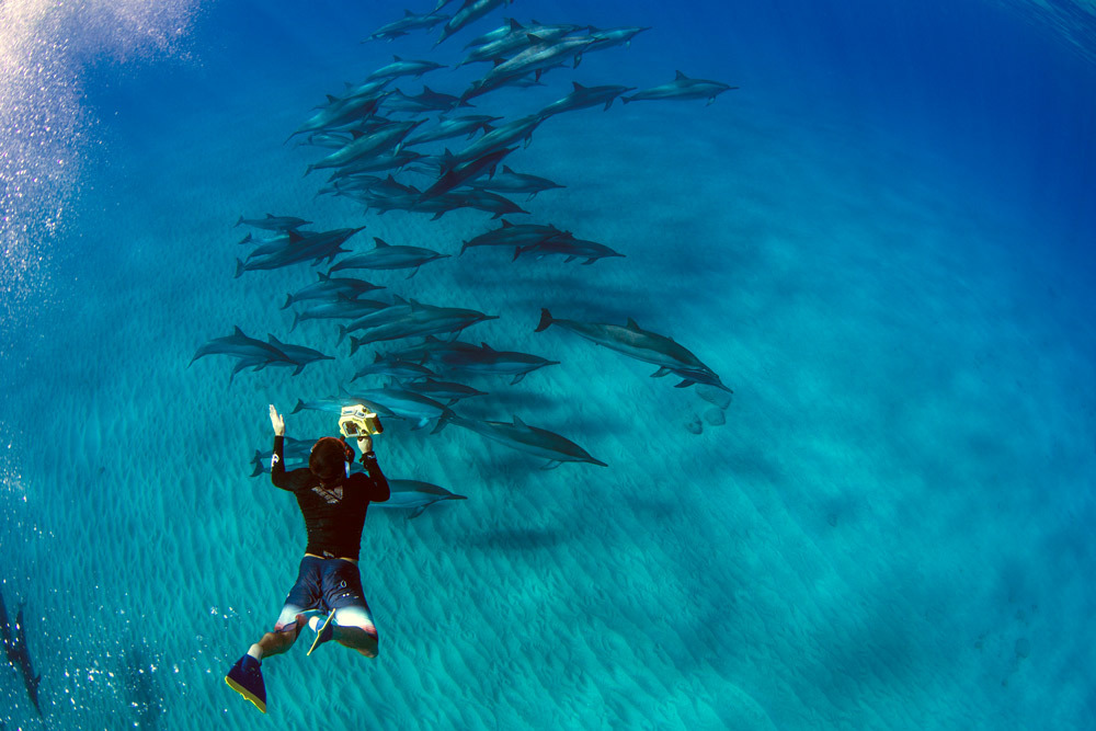 laserwolf-photo-dolphin-hawaii.jpg#asset:2833