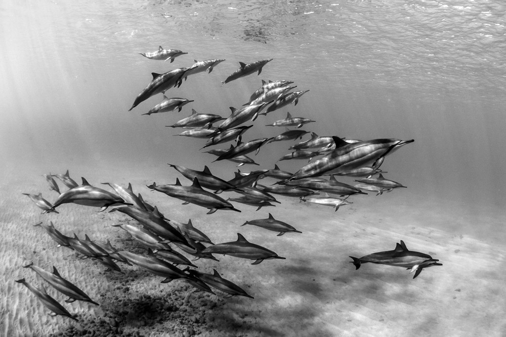 laserwolf-photo-dolphin-oahu.jpg#asset:2829