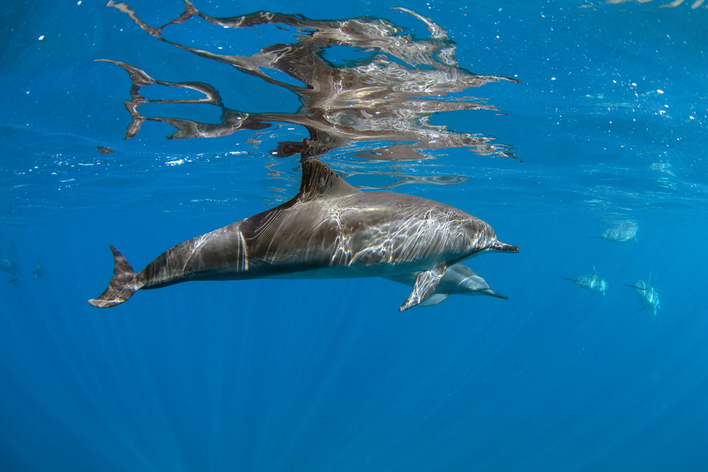 laserwolf-photo-dolphin-on-oahu.jpg#asset:2834