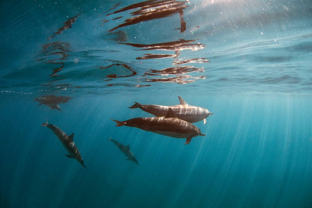 laserwolf-photo-dolphin-swimming-hawaii.jpg#asset:2832