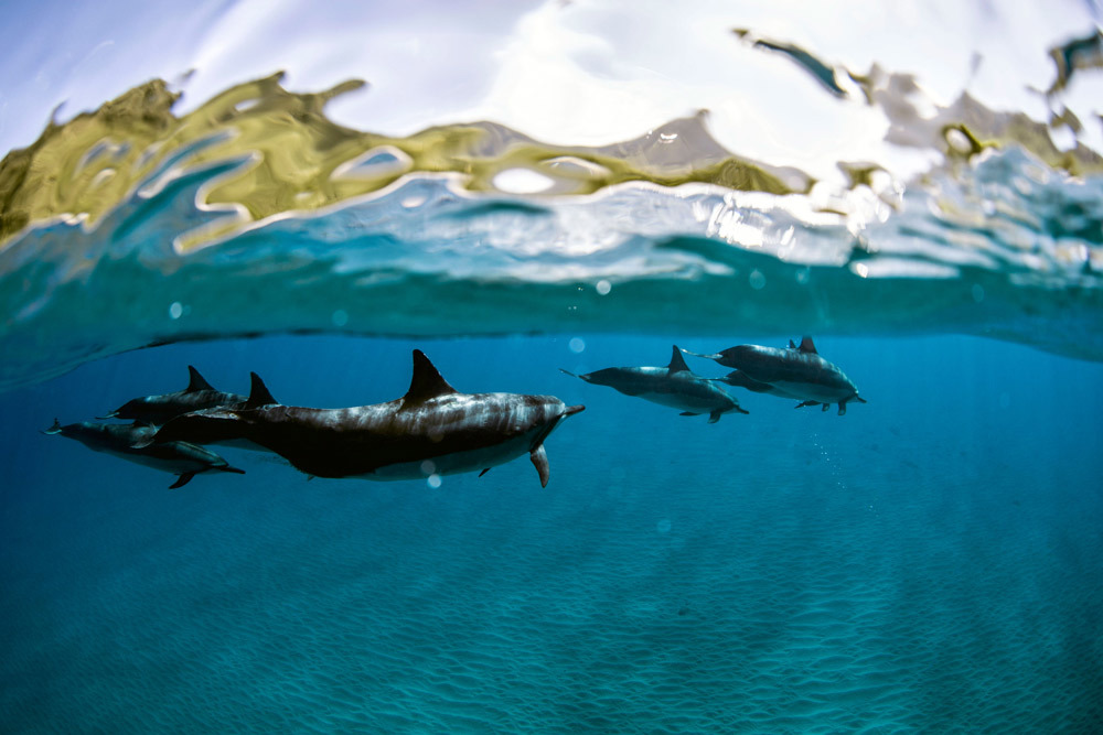 laserwolf-photo-swim-with-dolphins-oahu.jpg#asset:2830