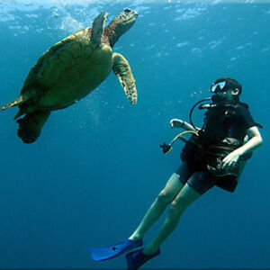 Learn to Scuba Dive in Wailea