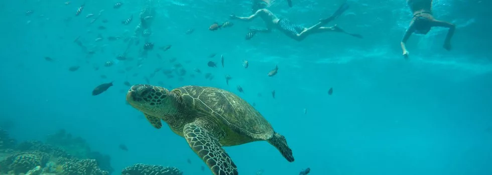 Best health tours oahu