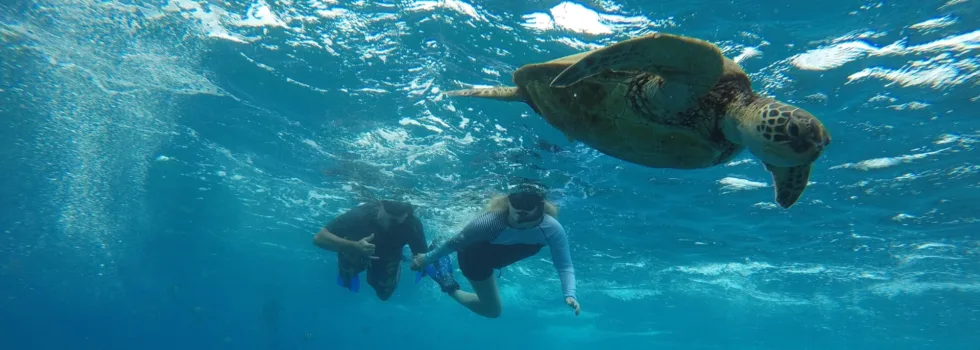 Snorkelers with turtle private tour