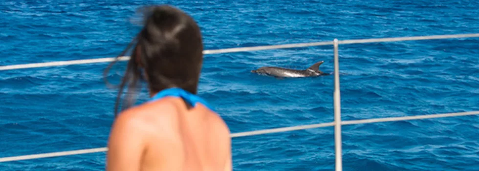 Luxury dolphin boat hawaii