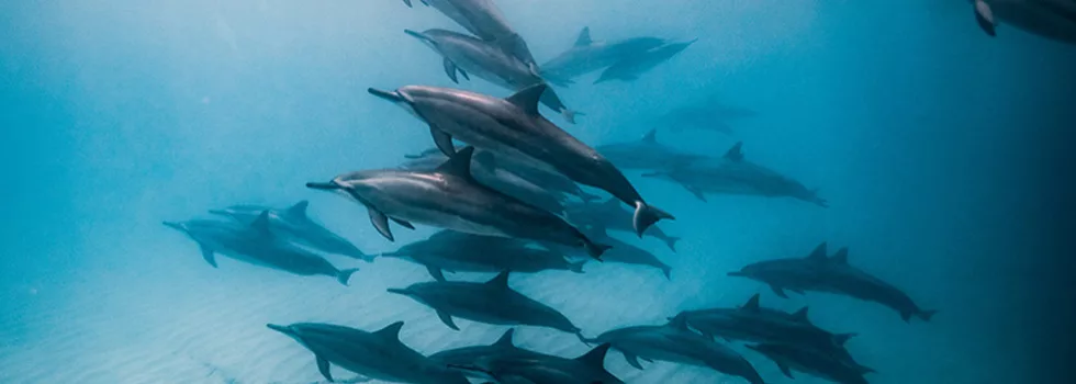 Luxury dolphin snorkel hawaii