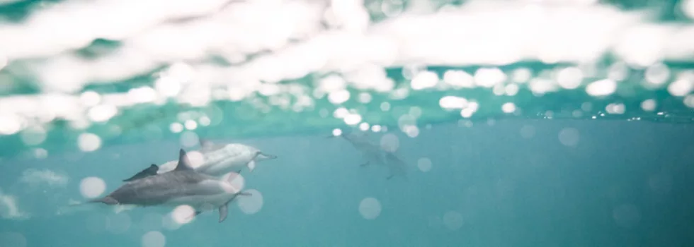 Private luxury dolphin swim oahu