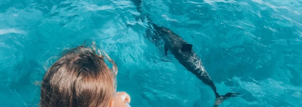 Dolphins swim off side of boat