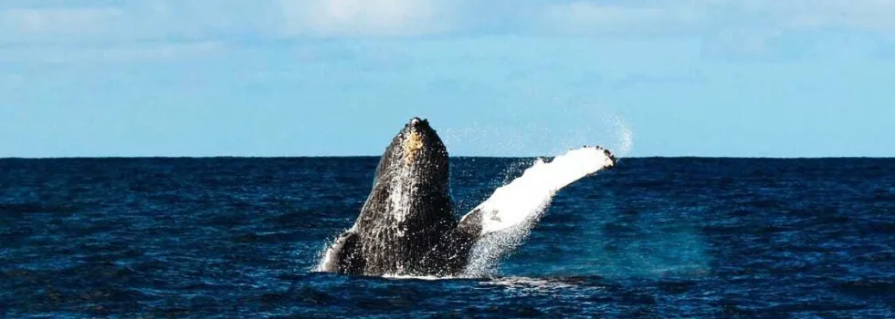 See whales waikiki boat