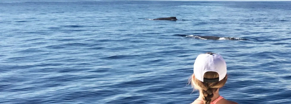 Whale watching luxury boat