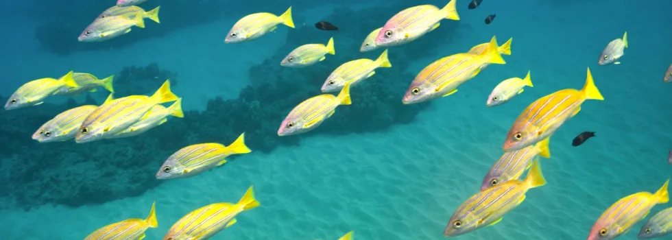 School of yellow fish