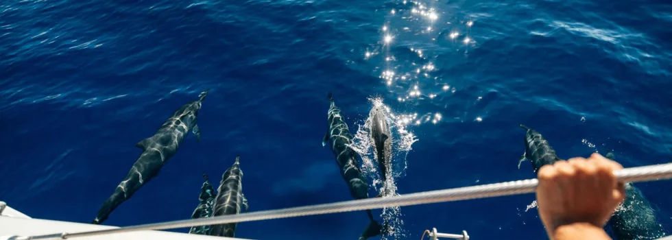 Dolphins swimming on luxury catamaran