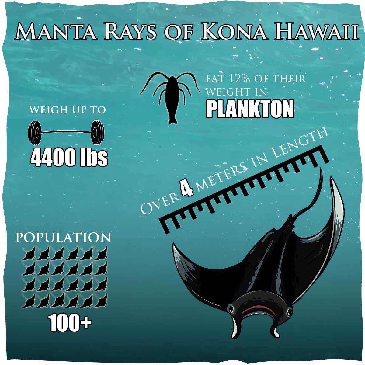 Kona Manta Ray Night Snorkeling: The Complete Hawaii Guide