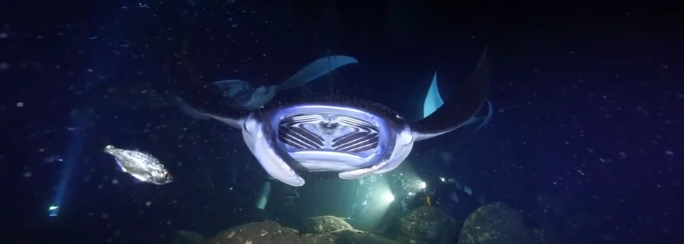 Manta ray close swim kona