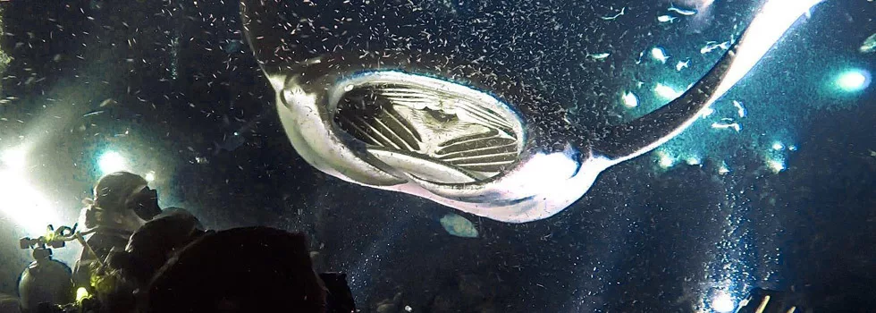 Manta ray night dive kona hawaii