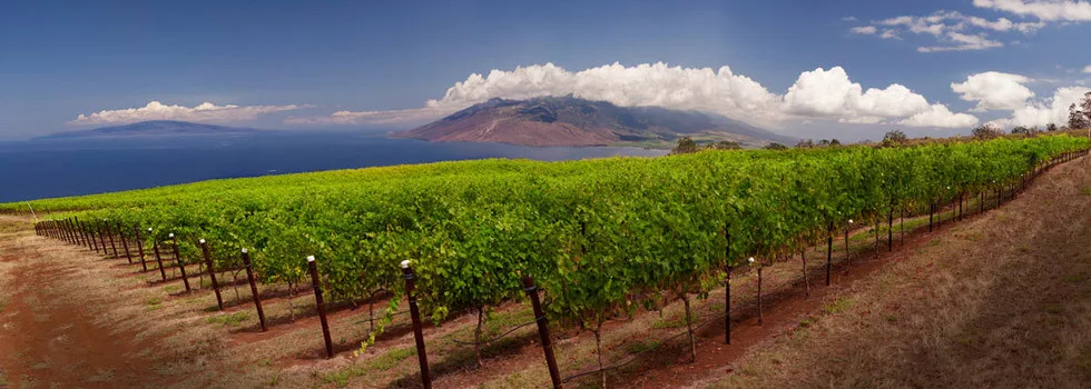 Maui-winery-tour-and-tasting