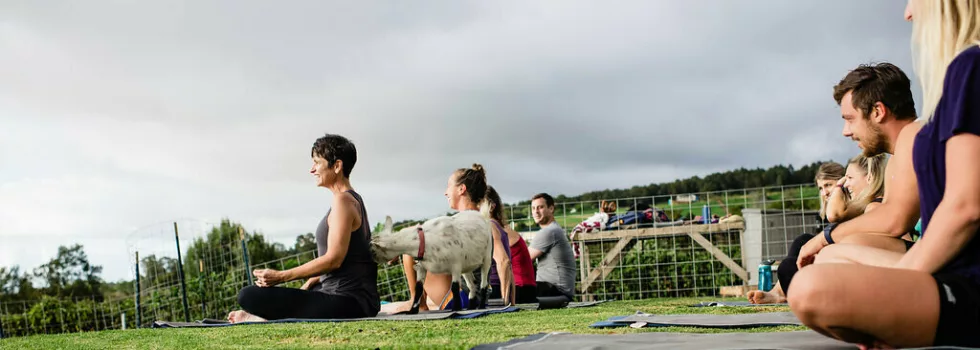 Goat yoga maui