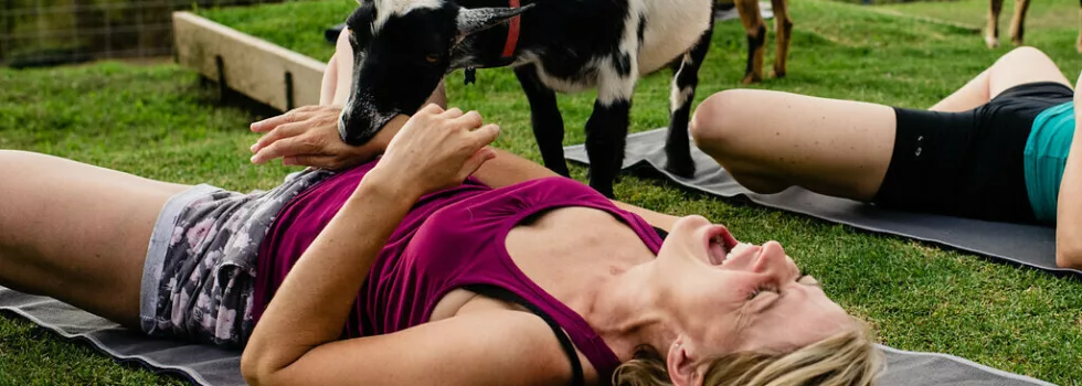 Do yoga with goats maui
